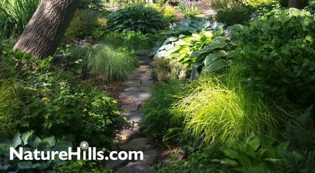 Pre-Planned Shade Garden Recipes for Success! - Nature Hills Nursery