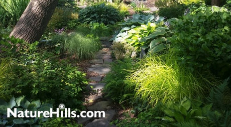 Pre-Planned Shade Garden Recipes for Success!