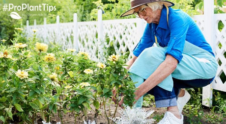 Proper Plant Site Selection is Key for Successful Plantings - Nature Hills Nursery