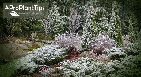#ProPlantTips: All About Chill Hours! - Why It’s Important! - Nature Hills Nursery