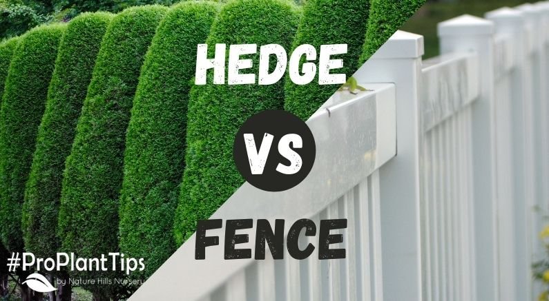 #ProPlantTips - Arborvitae Hedge vs Fence? - Nature Hills Nursery