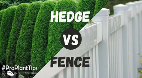 #ProPlantTips - Arborvitae Hedge vs Fence? - Nature Hills Nursery