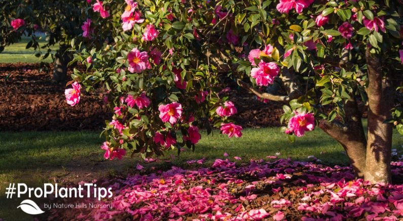 #ProPlantTips - Caring For Camellia Shrubs! - Nature Hills Nursery