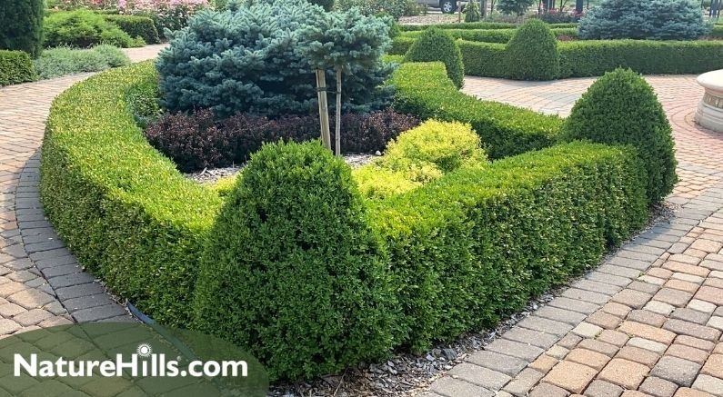 #ProPlantTips - Creating A Formal Boxwood Hedge! - Nature Hills Nursery