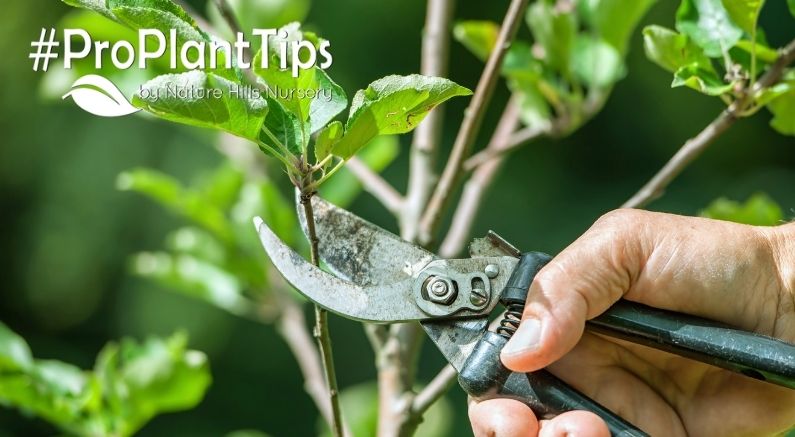 #ProPlantTips for Care - A Pruning Guide for the Year! - Nature Hills Nursery