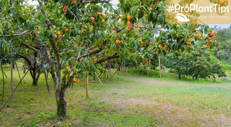 #ProPlantTips For Care: How to Prune a Persimmon Tree! - Nature Hills Nursery