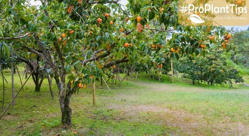 #ProPlantTips For Care: How to Prune a Persimmon Tree! - Nature Hills Nursery