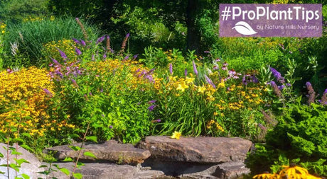 #ProPlantTips: How to Grow & Care for Butterfly Bushes - Nature Hills Nursery