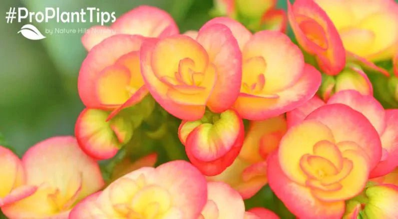 #ProPlantTips: How to Grow the Best Begonias! - Nature Hills Nursery