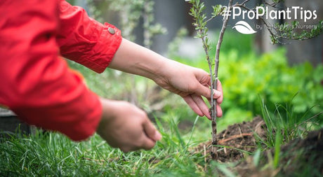 #ProPlantTips - How to Plant an Apple Tree! - Nature Hills Nursery
