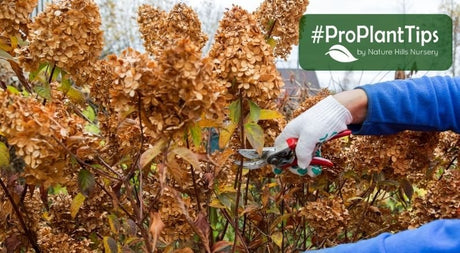 #ProPlantTips: How to Prune Hydrangeas - Nature Hills Nursery