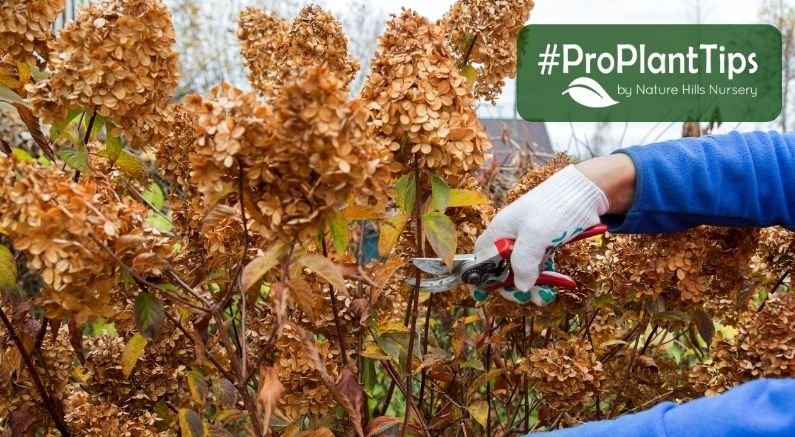 #ProPlantTips: How to Prune Hydrangeas - Nature Hills Nursery
