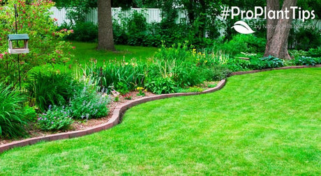 #ProPlantTips: How to Take Care of Grass Plugs - Nature Hills Nursery
