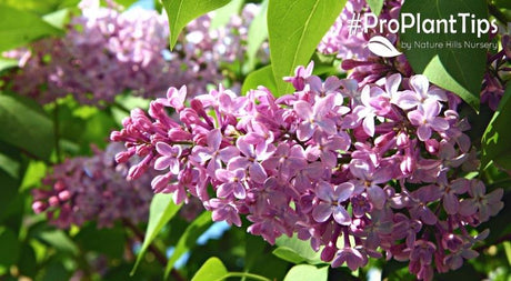 #ProPlantTips: Pruning and Caring for Lilacs - Nature Hills Nursery