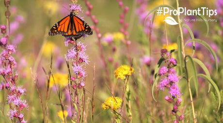 #ProPlantTips: Using Seed Mixes to Maximize Impact - Nature Hills Nursery