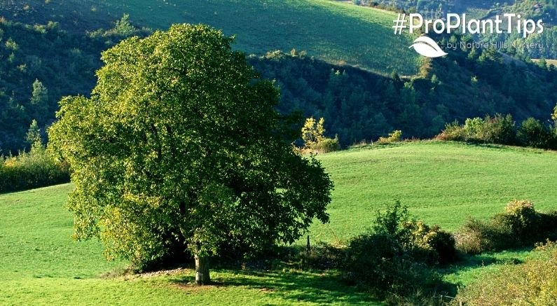 Juglone-Tolerant Plants for Under Walnut Trees