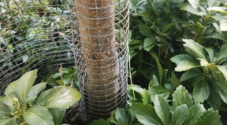 Protect Trunks of Young, Newly Planted Trees - Nature Hills Nursery