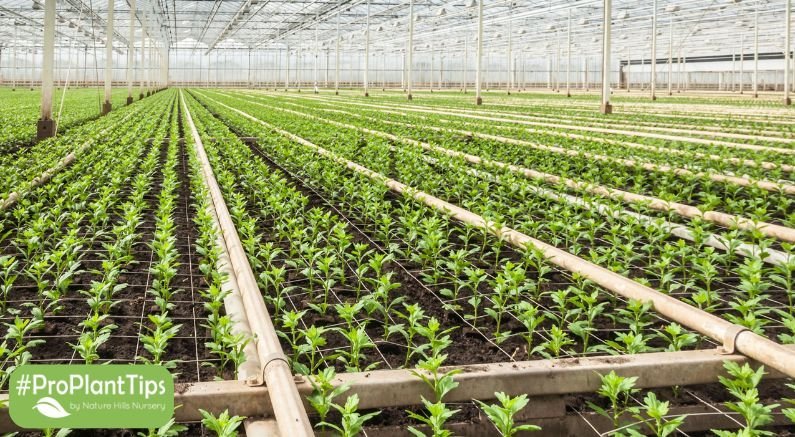 Protecting You, Your Plants, Your House and The World - Nature Hills Nursery