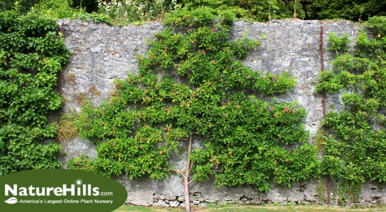 How to Prune and Train Espalier Fruit Trees