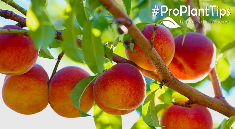 Pruning a Peach Tree: When and How to Prune a Peach Tree (and Nectarine Trees too!) - Nature Hills Nursery