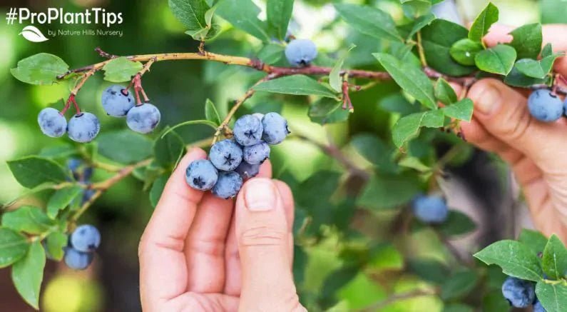 Pruning Blueberry Bushes - How and When To - Nature Hills Nursery