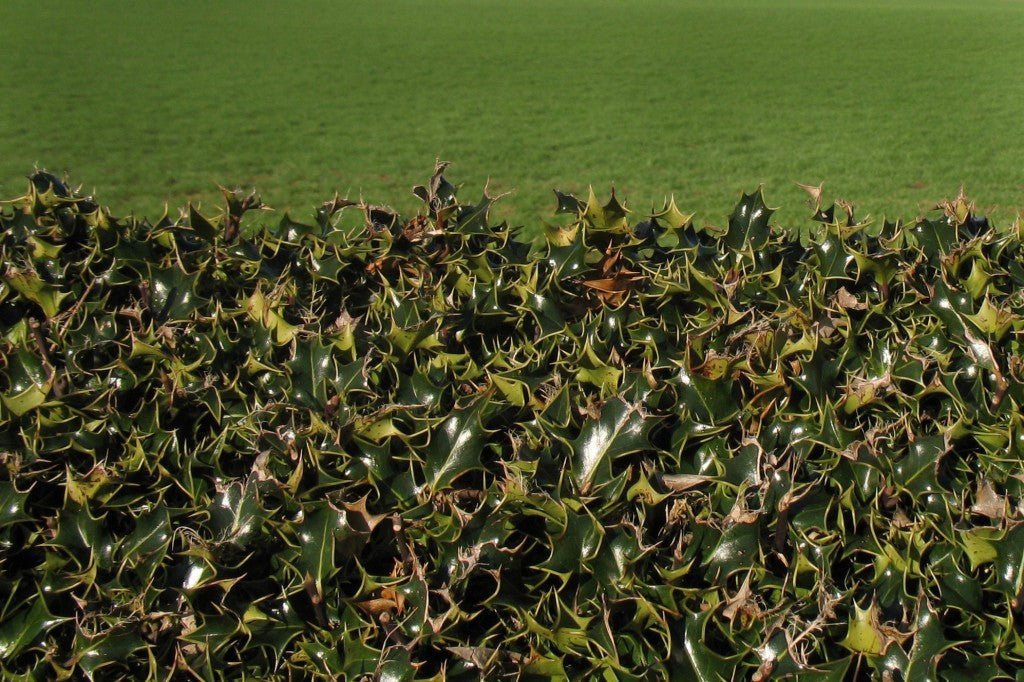 Pruning Holly Plants: How to for Hedges, Foundation or Screening - Nature Hills Nursery