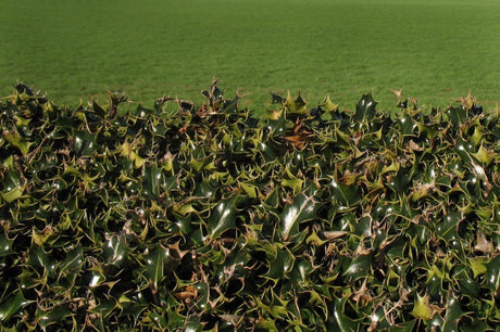 Pruning Holly Plants: How to for Hedges, Foundation or Screening - Nature Hills Nursery