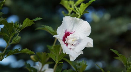 Pruning Hibiscus