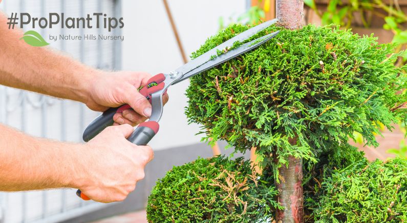 Pruning Arborvitae