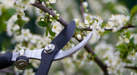 When to Prune Flowering Shrubs