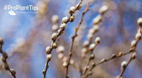 Pussy Willow Growth Rate - Nature Hills Nursery