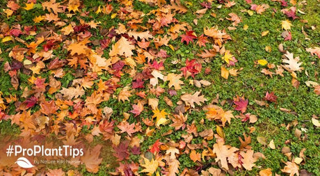 Put Away Your Lawn Rake - Nature Hills Nursery
