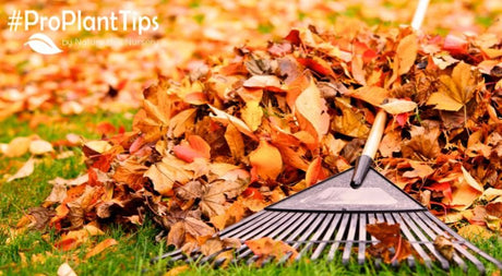 Put Away Your Lawn Rake This Fall! - Nature Hills Nursery