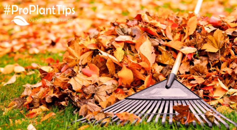 Put Away Your Lawn Rake This Fall!