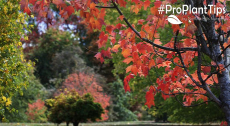 Re-thinking Fall Cleanup - Getting Your Garden Ready for Fall! - Nature Hills Nursery