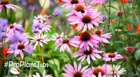 Reduce Risk with Firewise Landscaping Resources - Nature Hills Nursery