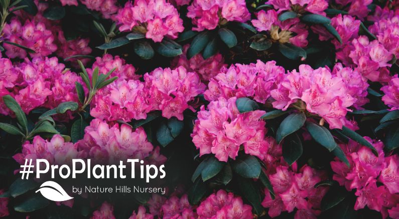 Rhododendron Pruning