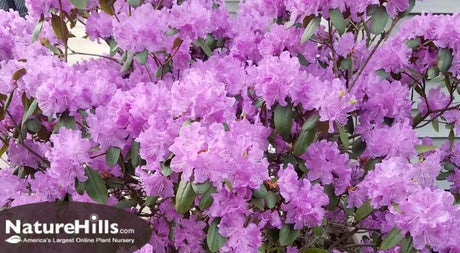 The Difference Between Rhododendrons and Azaleas