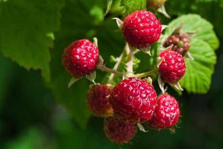 Discover What Fruits Grow on Bushes: A Comprehensive Guide