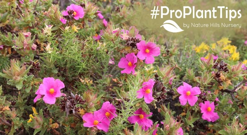 buy rock rose bushes at naturehills.com