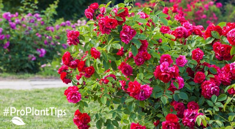 Rose Bushes Done Right at Nature Hills! - Nature Hills Nursery