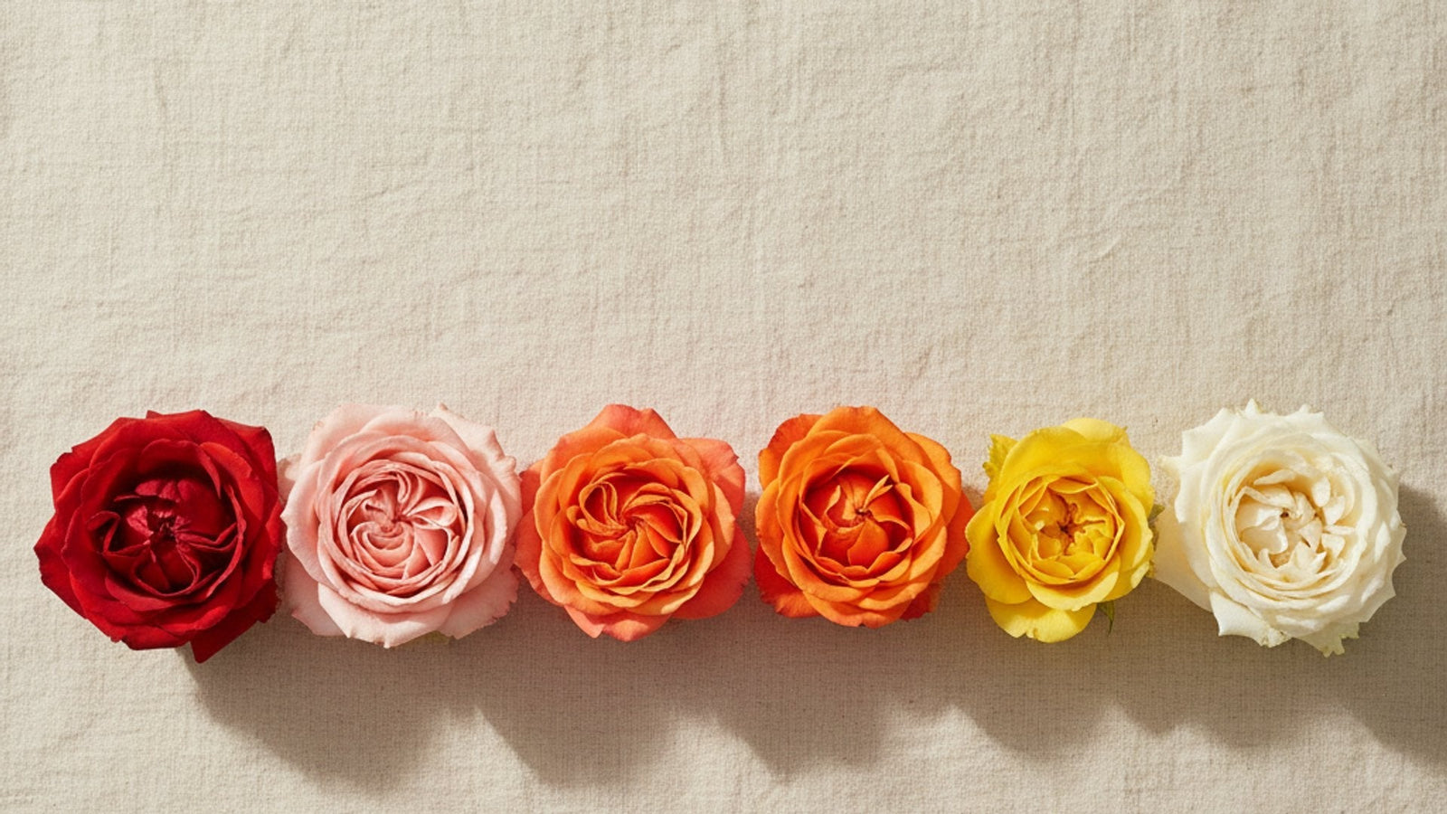 Rose Color Symbolism: A Mother's Day Guide