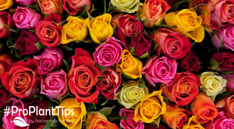 Advice for Overwintering Your Roses!