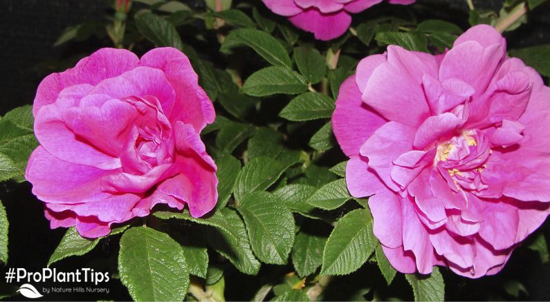 Rugosa Roses: What Are They And How To Care For Them - Nature Hills Nursery