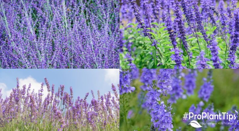 Russian Sage, Salvia, Lavender & Veronica: How to Tell Them Apart - Nature Hills Nursery