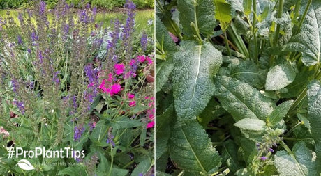 Salvia Deadheading Will Reward You! - Nature Hills Nursery