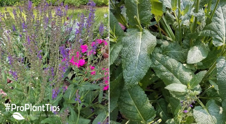 Salvia Deadheading Will Reward You!