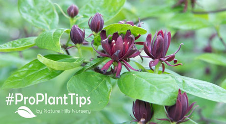 all about sweetshrubs! Buy now at nature hills