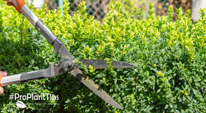 It May Be Time to Sharpen Your Mower Blades