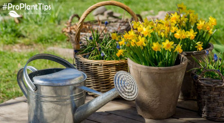 Should You Use Fillers in the Bottoms of Container Plantings? - Nature Hills Nursery